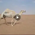 وضحاء كفو معشر
