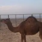 قعدان للبيع جده