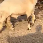 فحل جذع صنف اللبييع