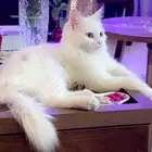 قطه