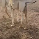 2 حشو تحت امهات