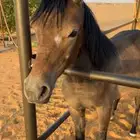 مهره شعبيه فااخره