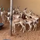 غزلان الريم