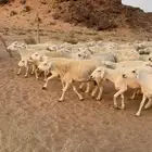 للبيع ضان حريات مراح واحد العدد 130 فحول 4