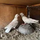 جوزين قطايف خرش وخنابي