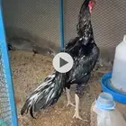 ديك سندي