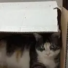 قطة ضائعة في حي القرينية