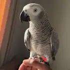 كاسكو للبيع