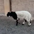 خروف جذع