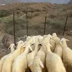 رخال تاسيس مراح