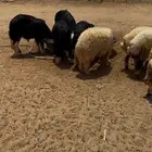 خرفان للبيع