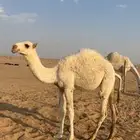 حواره وضحا بكره