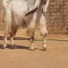 تيس مطور