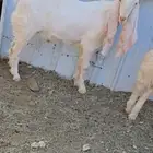 للبيع تيس هولندي
