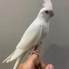 كروان متكلم