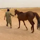 حصان واهو ب اوراقه
