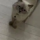 قطه للتبني