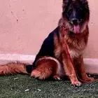 انثى جيرمن شيبرد شو لين لونق هير