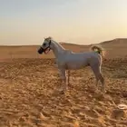 حصان شعبي