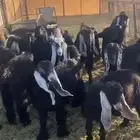 تيوس للبيع