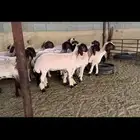 جذعات نعيم صنف