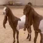 مطورات خصم