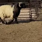 جذع صنف اللبييع