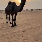 بعير