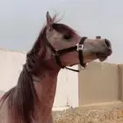 مهرة مكس للبيع