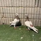 حمام زاجل سباق