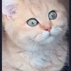 قطط