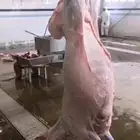 ذبائح حري -نعيم -نجد -تيوس -سواكني