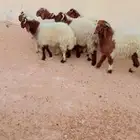 ذبيح نعيم الريآض حي الشفآء آي مكان نوصل ذبح باقي اثنين 1300