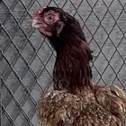 جوز اذناب خوارج استيراد سعود الناصر