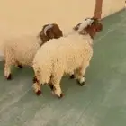 طليان نعيم الريآض حي الشفآء آي مكان نوصل فيه ذبح باقي 3