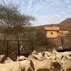 ماعز بيشيات دفاع