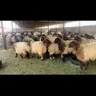جذعات نعيم مقاني