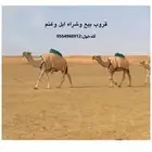 قروب