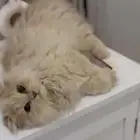 قط سكوتش للتبني