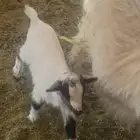 جفرة الماعز المتشنج النادر بالرباض