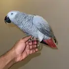 كاسكو كبتن كلام فوق 50 كلمه مشروط