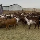 معزاء محايليات صنف الصنف