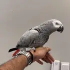 كاسكو متكلم بطلاقة
