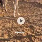 بكره باتليه
