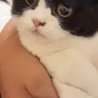 بسه للتبني الموقع المدينه