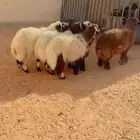 طليان نعيم الرياض حي الشفاء أي مكان نوصل فيه ذبح باقي ثلاثه