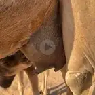 للبيع خلفه صفراء هديه