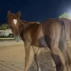 مهر شعبي شيخ