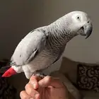 كاسكو متكلم أليف