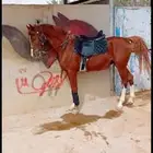 أستأجر خيول وجمال زينه